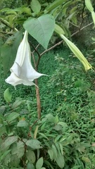Brugmansia