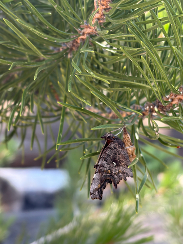 iNaturalist observation photo of Hoary Comma