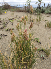 Poa douglasii