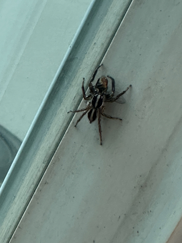 Pantropical Jumping Spider
