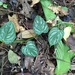 Philodendron brandtianum - Photo (c) Zach DuFran, alguns direitos reservados (CC BY-NC), uploaded by Zach DuFran