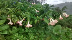 Brugmansia