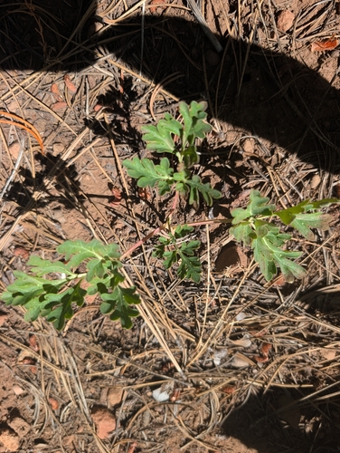 iNaturalist observation photo of Brown's Peony