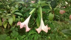 Brugmansia