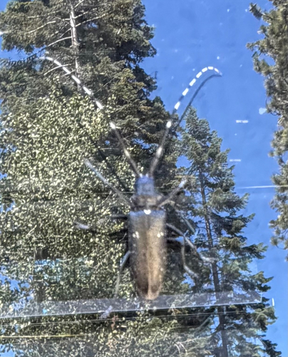 iNaturalist observation photo of White-spotted Sawyer