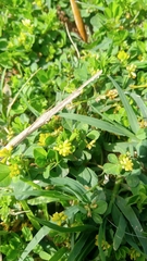 Trifolium dubium