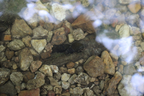 Goniobasis spillmanii, 2026-07-25