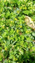 Trifolium dubium