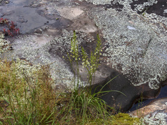 Schoenolirion wrightii