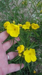 Oenothera berlandieri