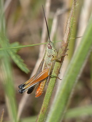 Staurorhectus longicornis