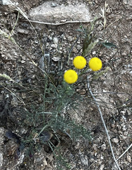 Oncosiphon pilulifer, photograph (c) Dmitry Podobreev, some rights reserved (CC BY)
