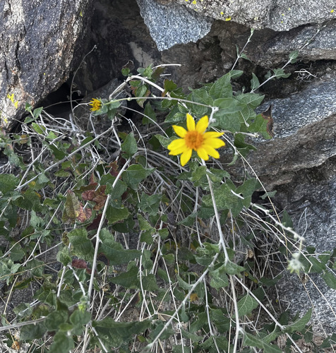 Bahiopsis parishii, photograph 4