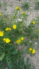 Oenothera berlandieri