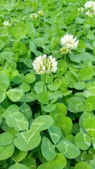 Trifolium repens