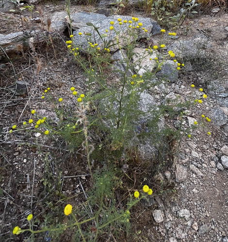 Oncosiphon pilulifer, photograph 3
