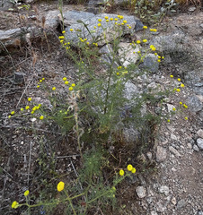 Oncosiphon pilulifer, photograph (c) Dmitry Podobreev, some rights reserved (CC BY)