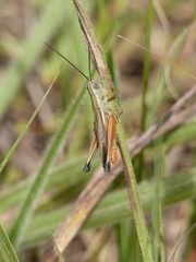 Staurorhectus longicornis
