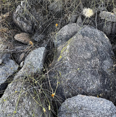 Adenophyllum porophylloides, photograph (c) Dmitry Podobreev, some rights reserved (CC BY)