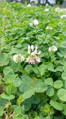 Trifolium repens