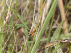 Staurorhectus longicornis