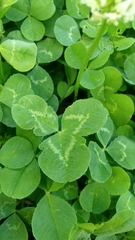 Trifolium repens
