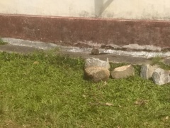 Funambulus tristriatus