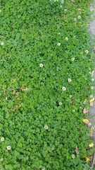 Trifolium repens