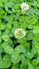 Trifolium repens