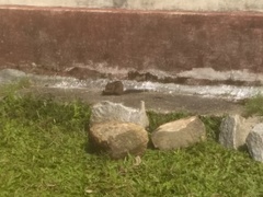 Funambulus tristriatus