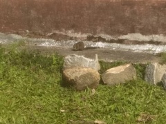 Funambulus tristriatus