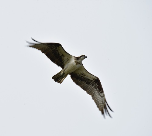 iNaturalist image