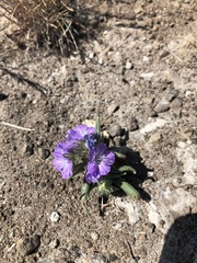 Phacelia linearis