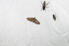 Eupithecia columbiata