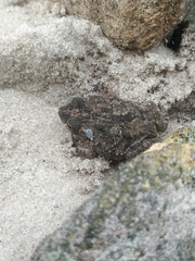 Rhinella granulosa
