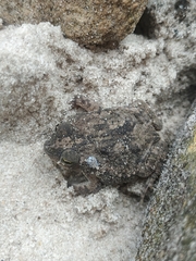 Rhinella granulosa
