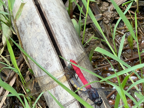 Common Red Skimmer