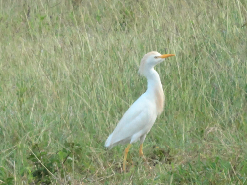 iNaturalist image