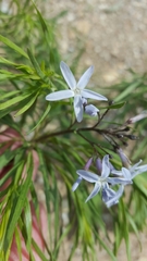 Amsonia
