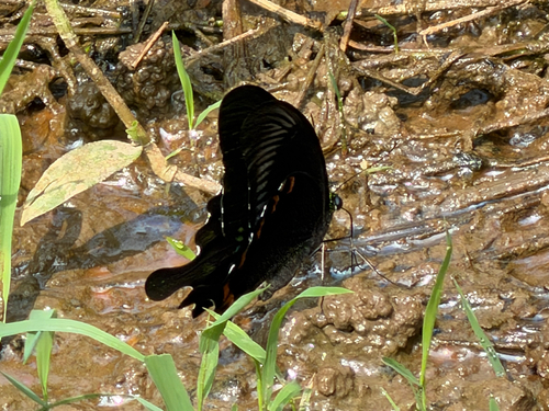 Paris Peacock Swallowtail