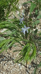 Amsonia
