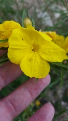 Oenothera berlandieri