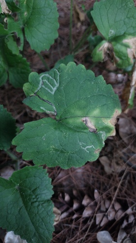 Liriomyza brassicae observed 2026-07-26