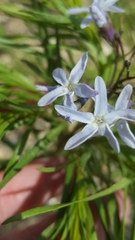 Amsonia