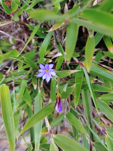 Gentiana arisanensis, photograph 4
