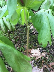 Podophyllum