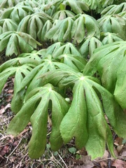 Podophyllum