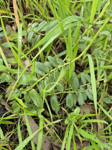 Poison Pratia
