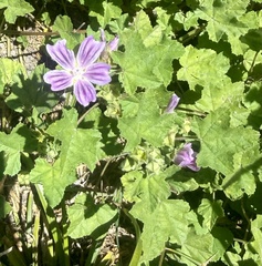 Malva multiflora, photograph author not stated, no rights reserved