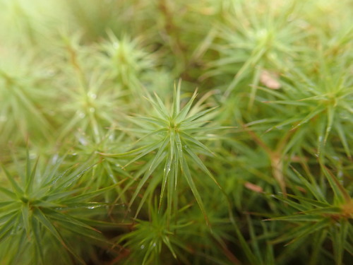 Polytrichum commune